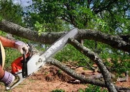 Best Tree Trimming and Pruning  in Belford, NJ