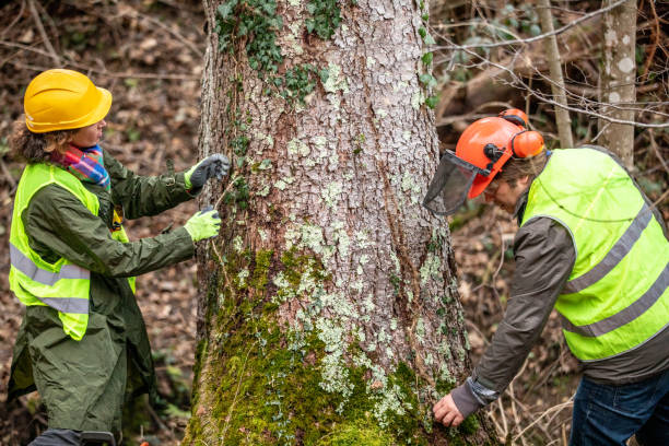 Tree and Shrub Care in Belford, NJ